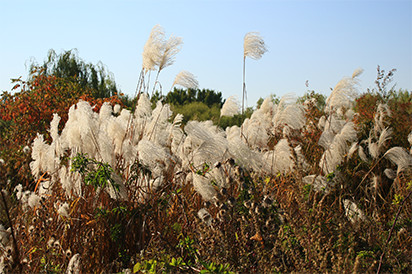 억새바람길