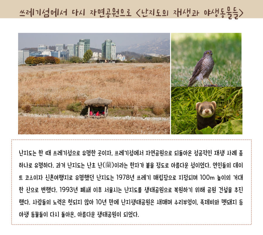 쓰레기섬에서 다시 자연공원으로, 난지도의 재생과 야생동물들. 난지도는 한 때 쓰레기섬으로 유명한 곳이자, 쓰레기섬에서 자연공원으로 되돌아온 성공적인 재생 사례 중 하나로 유명하다. 과거 난지도는 난초 난(蘭)이라는 한자가 붙을 정도로 아름다운 섬이었다. 연인들의 데이트 코스이자 신혼여행지로 유명했던 난지도는 1978년 쓰레기 매립장으로 지정되며 100m 높이의 거대한 산으로 변했다. 1993년 폐쇄 이후 서울시는 난지도를 생태공원으로 복원하기 위해 공원 건설을 추진했다. 사람들의 노력은 헛되지 않아 10년 만에 난지생태공원은 새떼며 수리부엉이, 족제비와 멧돼지 등 야생 동물들이 다시 돌아온, 아름다운 생태공원이 되었다.