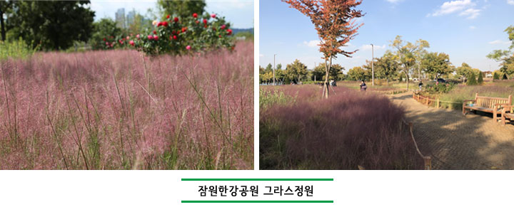 잠원한강공원 그라스정원