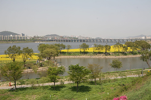 2007 서래섬 유채꽃 전경