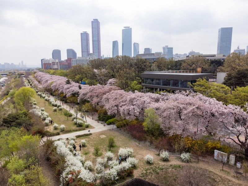 漢江公園の桜
